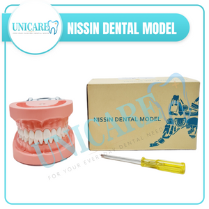 Nissin Dental Study Model