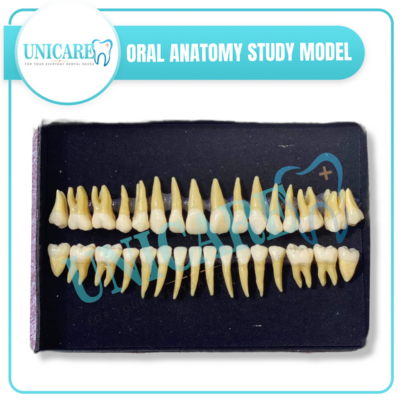 Oral Anatomy Study Model
